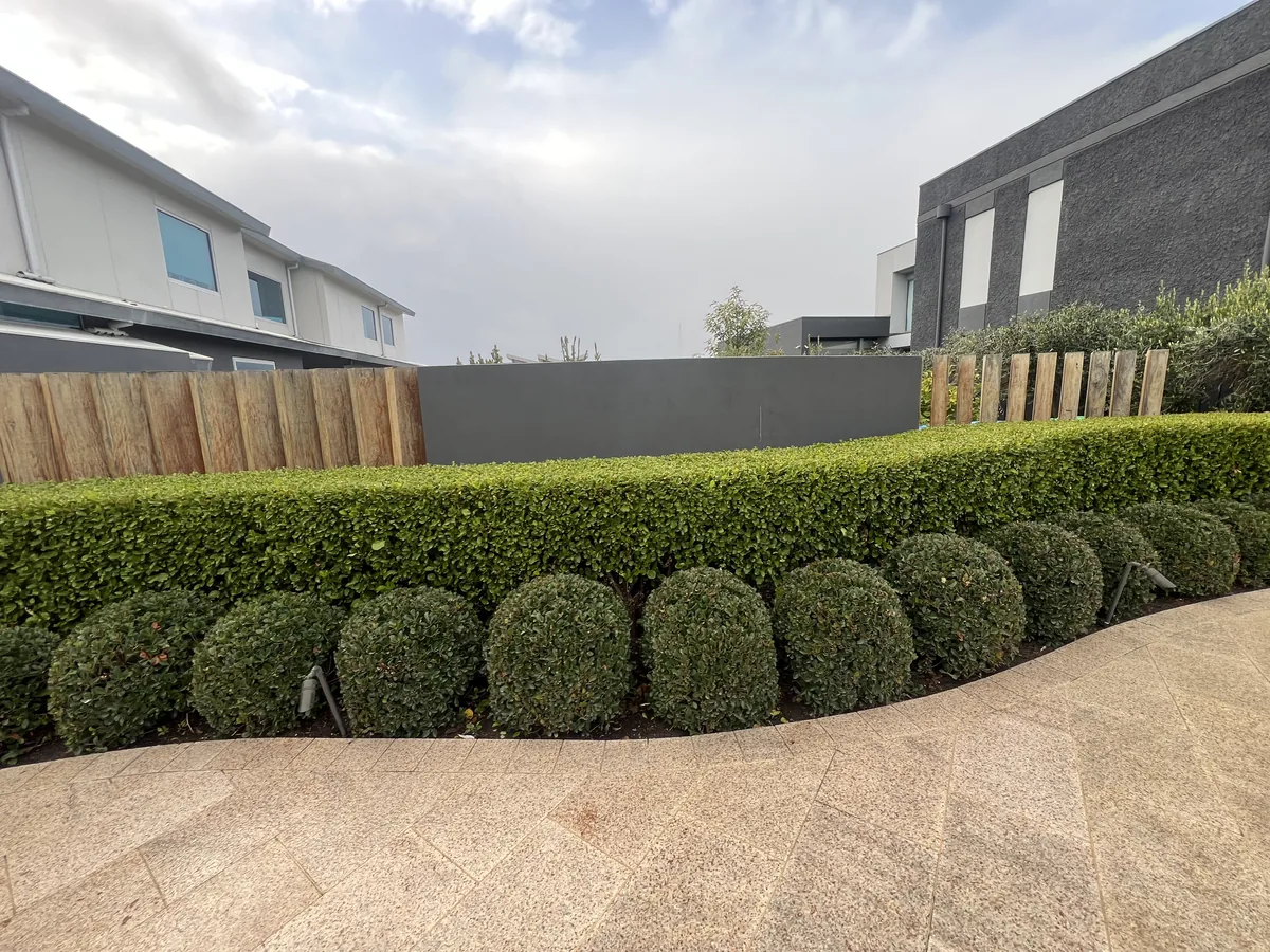 Coastal ball hedging shaped at a Safety Beach holiday home