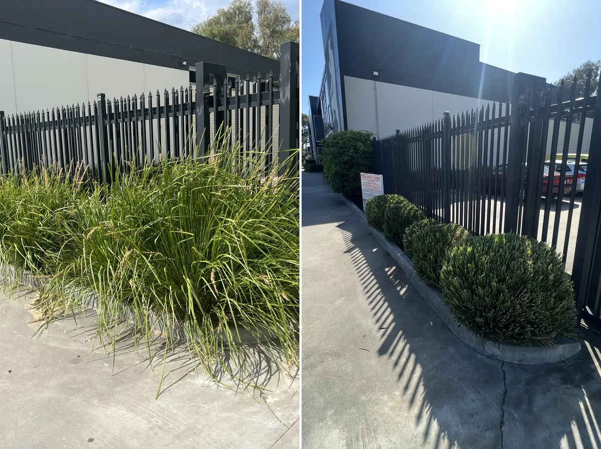 Before and after garden beds, overgrown growth brought back under control and kept that way on a maintenance program
