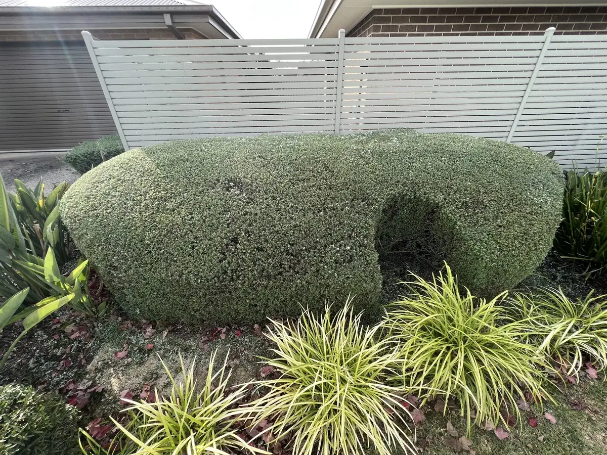Hedges and garden beds maintained together, Clyde North