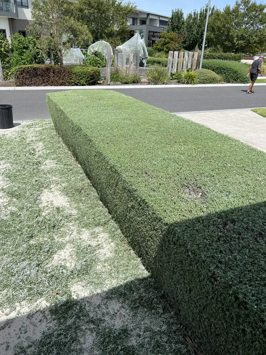 Hedge trimming kept sharp and safe beside a Clyde North community walkway