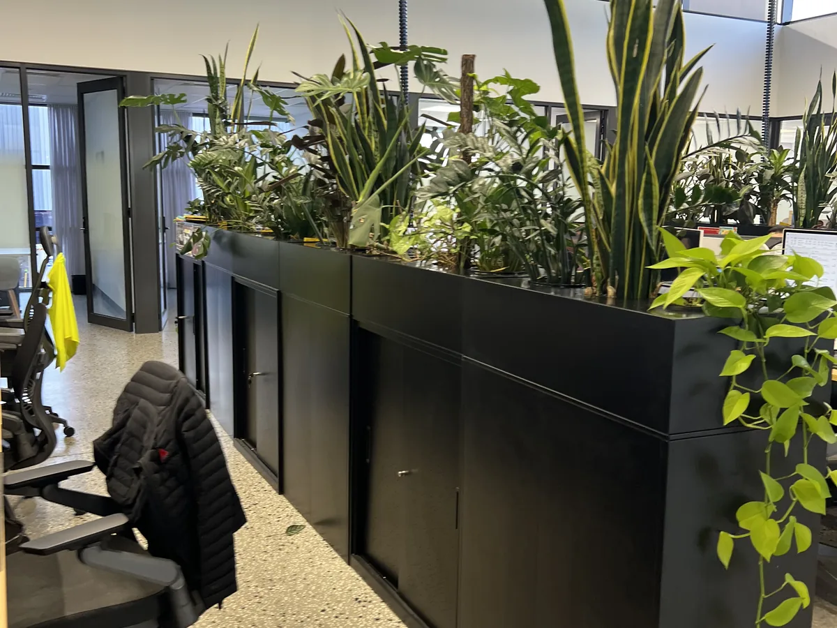 Indoor office plants maintained at a Cranbourne West business