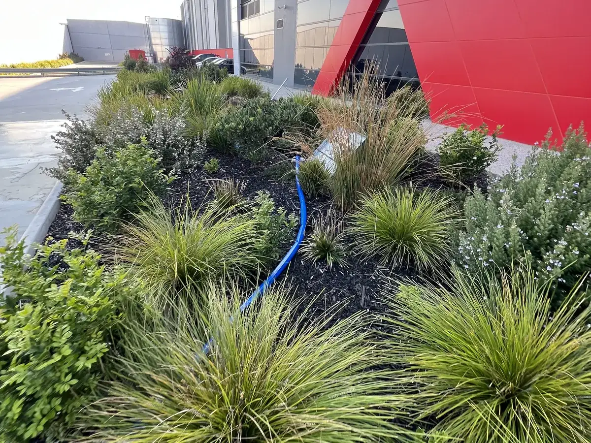Native plantings at a commercial entrance in Cranbourne West