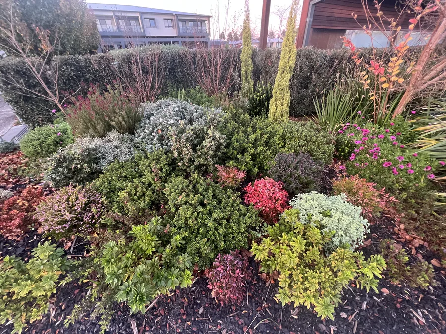 Colourful native garden beds maintained at a Safety Beach holiday home