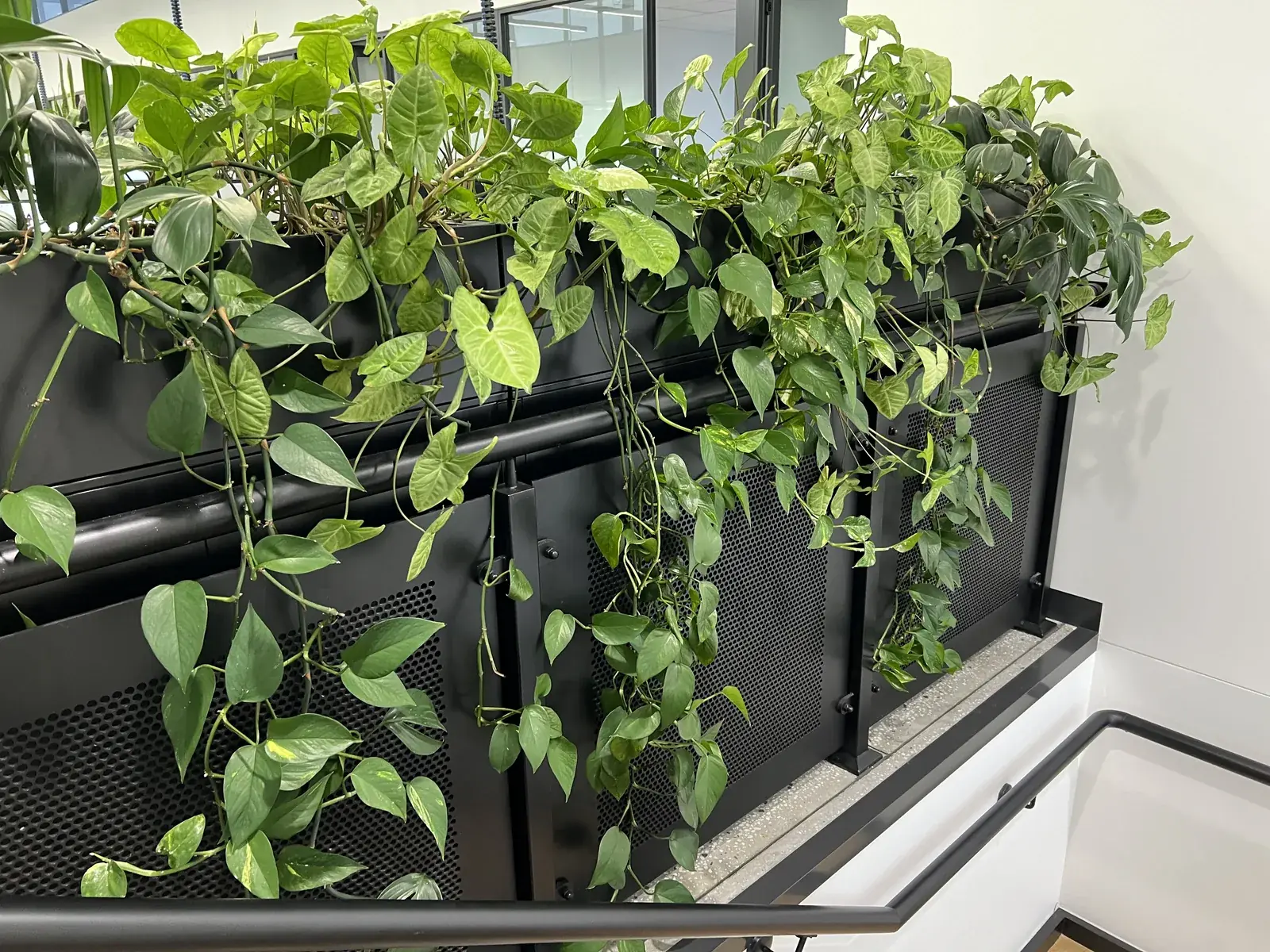 Office plant displays kept healthy year round in Cranbourne West