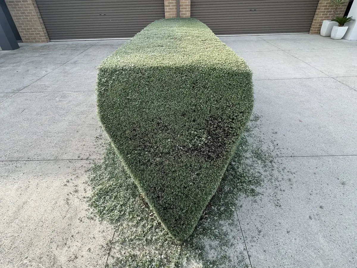 Precision hedging shaped to a point on a Clyde North driveway