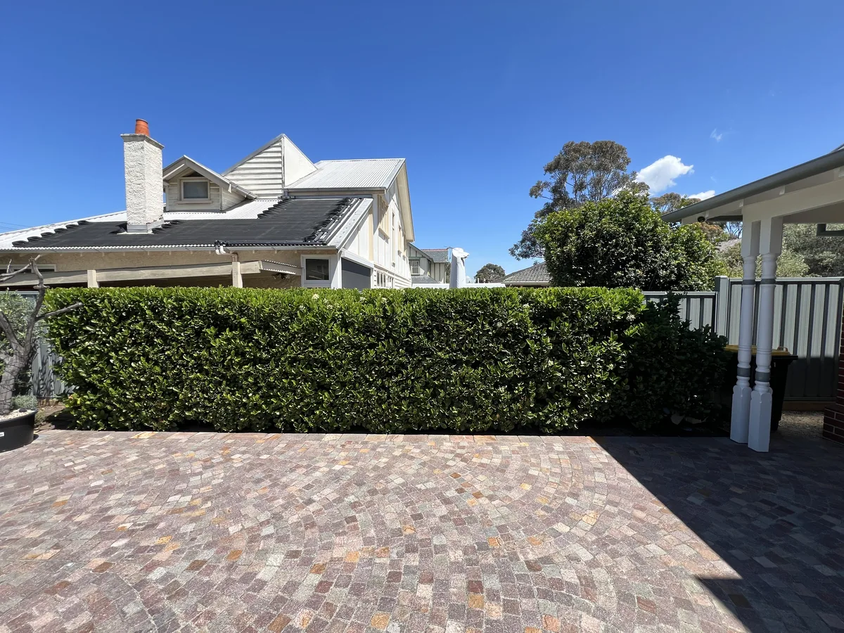A screening hedge trimmed dead straight along a driveway