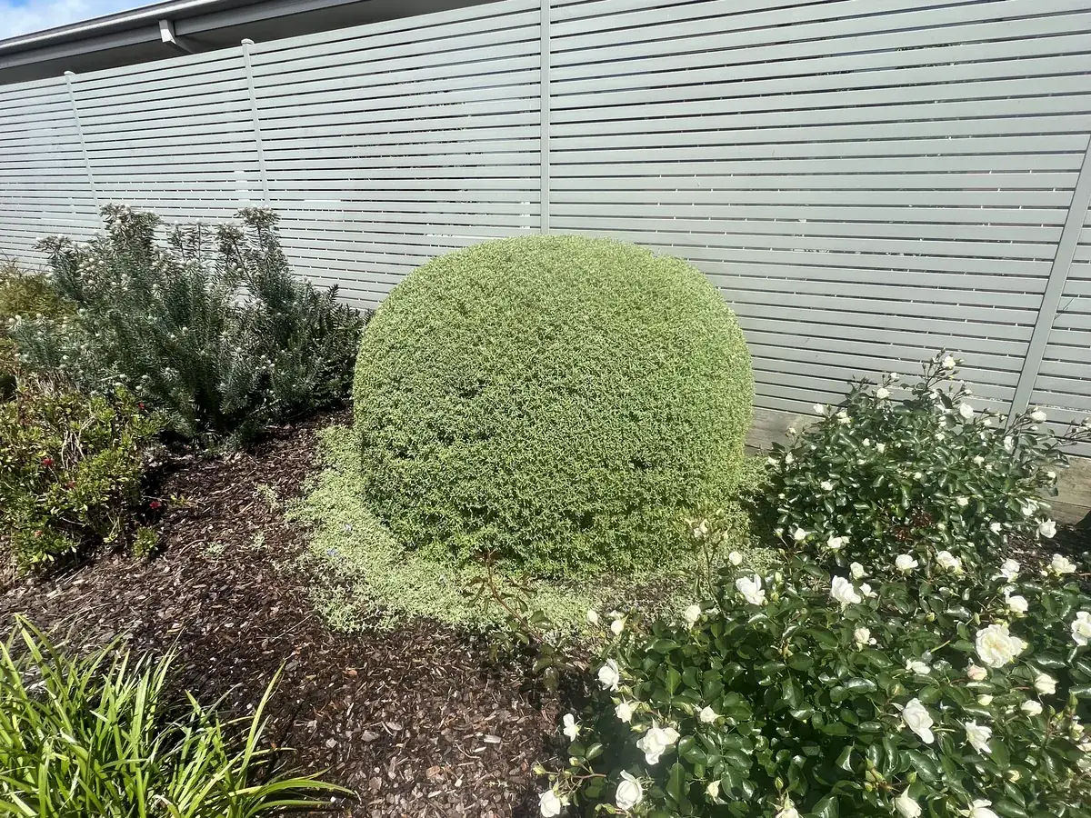 Topiary balls and native garden beds kept tidy, Clyde North